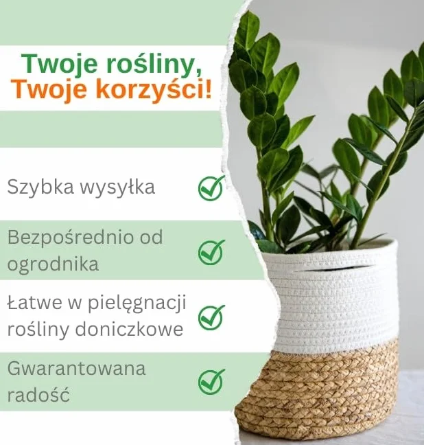 4-Roślinny Zestaw „Przyjaciel Zwierząt”, +/- 30–60 cm, ø 12–15 cm doniczka, Palma Górska, Bananowiec, Pachira, Kalatea, nietoksyczne i przyjazne zwierzętom, jakość od profesjonalisty