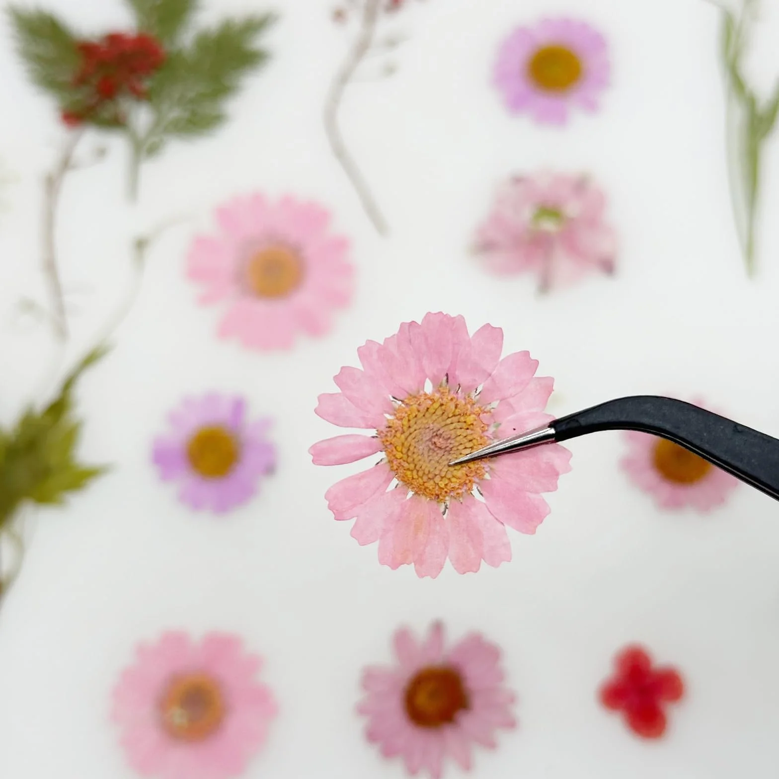 Cayway Naturalne suszone prasowane kwiaty, naturalne suszone prasowane liście, liście do tłoczonych liści, rękodzieło artystyczne, DIY, dekoracje, różowe