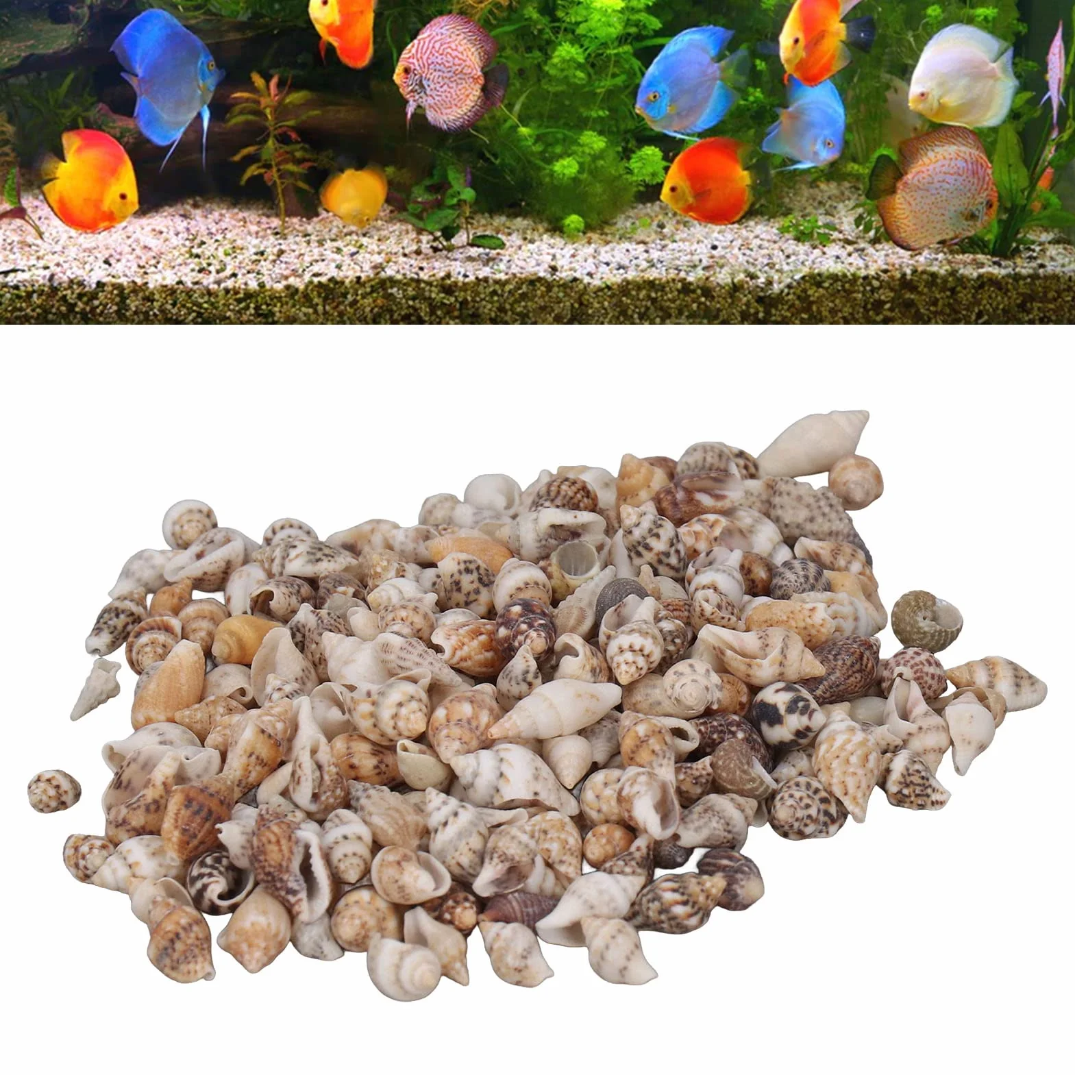 1 Puszka Małe Muszle Morskie, Muszle Nieporowate Naturalne Spiralne Muszle Muszla Małe Mini Małe Muszle Morskie dla Majsterkowiczów Krajobrazu Dekoracja Butelki Dryfującej