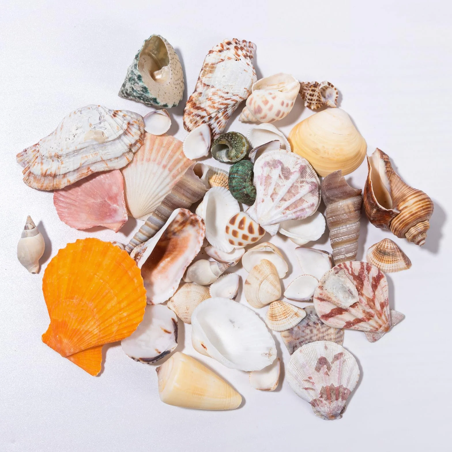 Dekoracyjne muszle 120 g, muszle do majsterkowania, muszle morskie, mieszane muszle plażowe, do majsterkowania, naturalne rozgwiazdy do majsterkowania, do wazonu, wypełniacza, na plażę, do domu, na