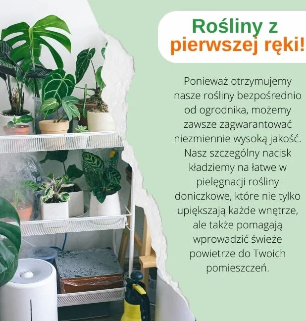 4-Roślinny Zestaw „Przyjaciel Zwierząt”, +/- 30–60 cm, ø 12–15 cm doniczka, Palma Górska, Bananowiec, Pachira, Kalatea, nietoksyczne i przyjazne zwierzętom, jakość od profesjonalisty