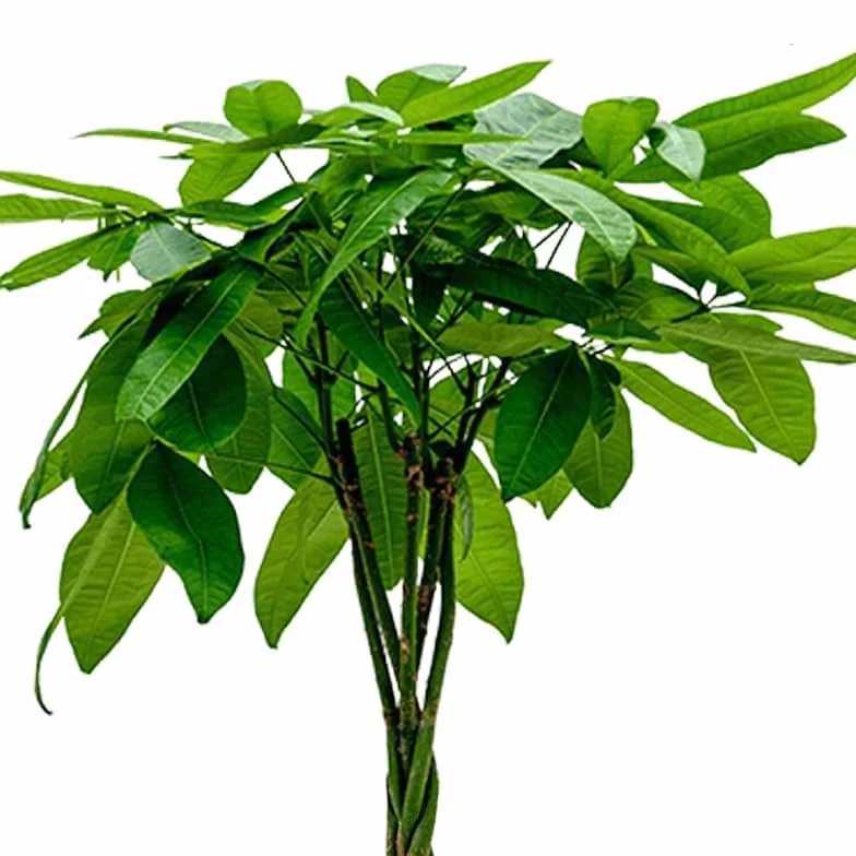 4-Roślinny Zestaw „Przyjaciel Zwierząt”, +/- 30–60 cm, ø 12–15 cm doniczka, Palma Górska, Bananowiec, Pachira, Kalatea, nietoksyczne i przyjazne zwierzętom, jakość od profesjonalisty
