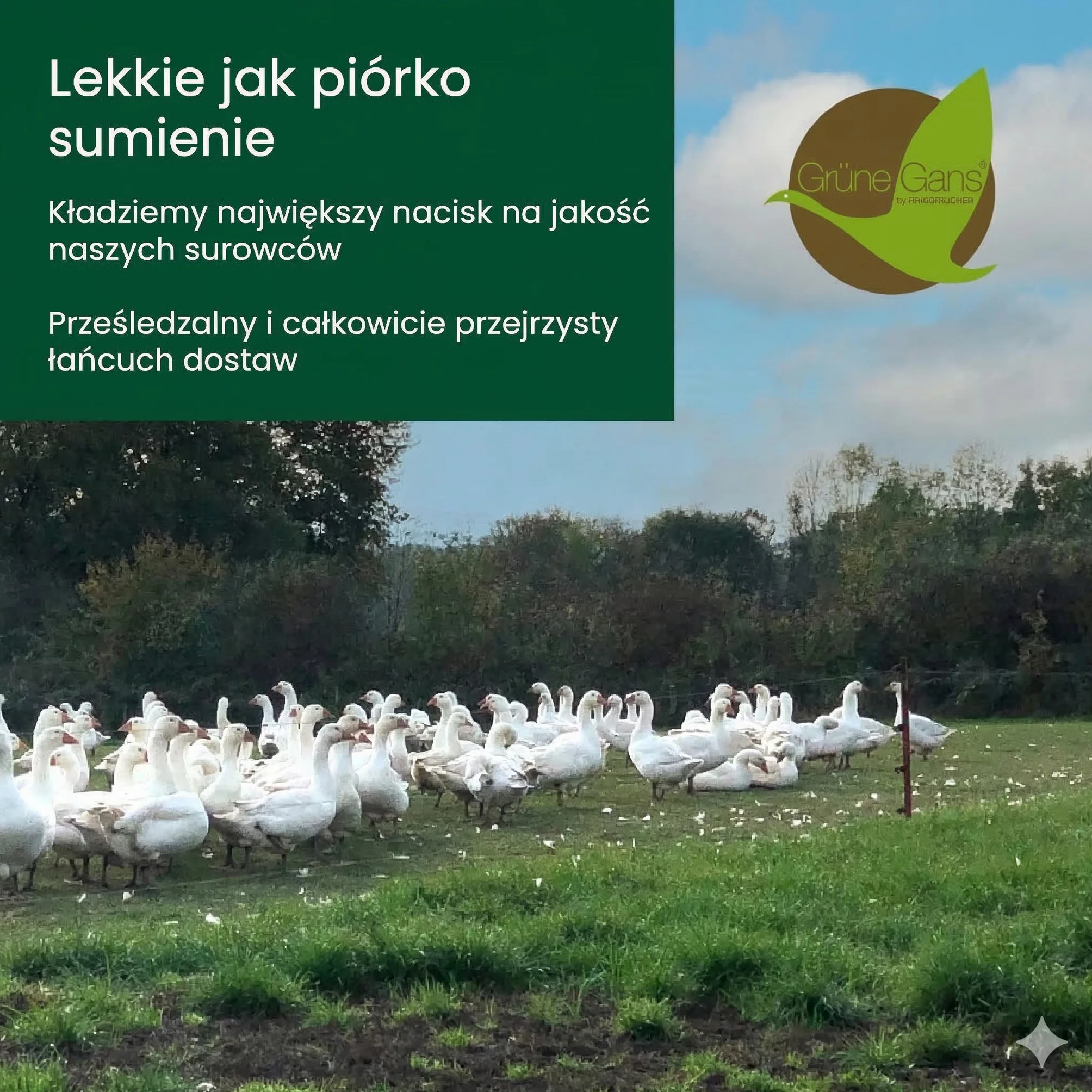 Premium de Luxe Poduszka Puchowa 60 x 70 cm - Made in Germany, 100% Bawełna, 3-Komorowa, Dla Alergików
