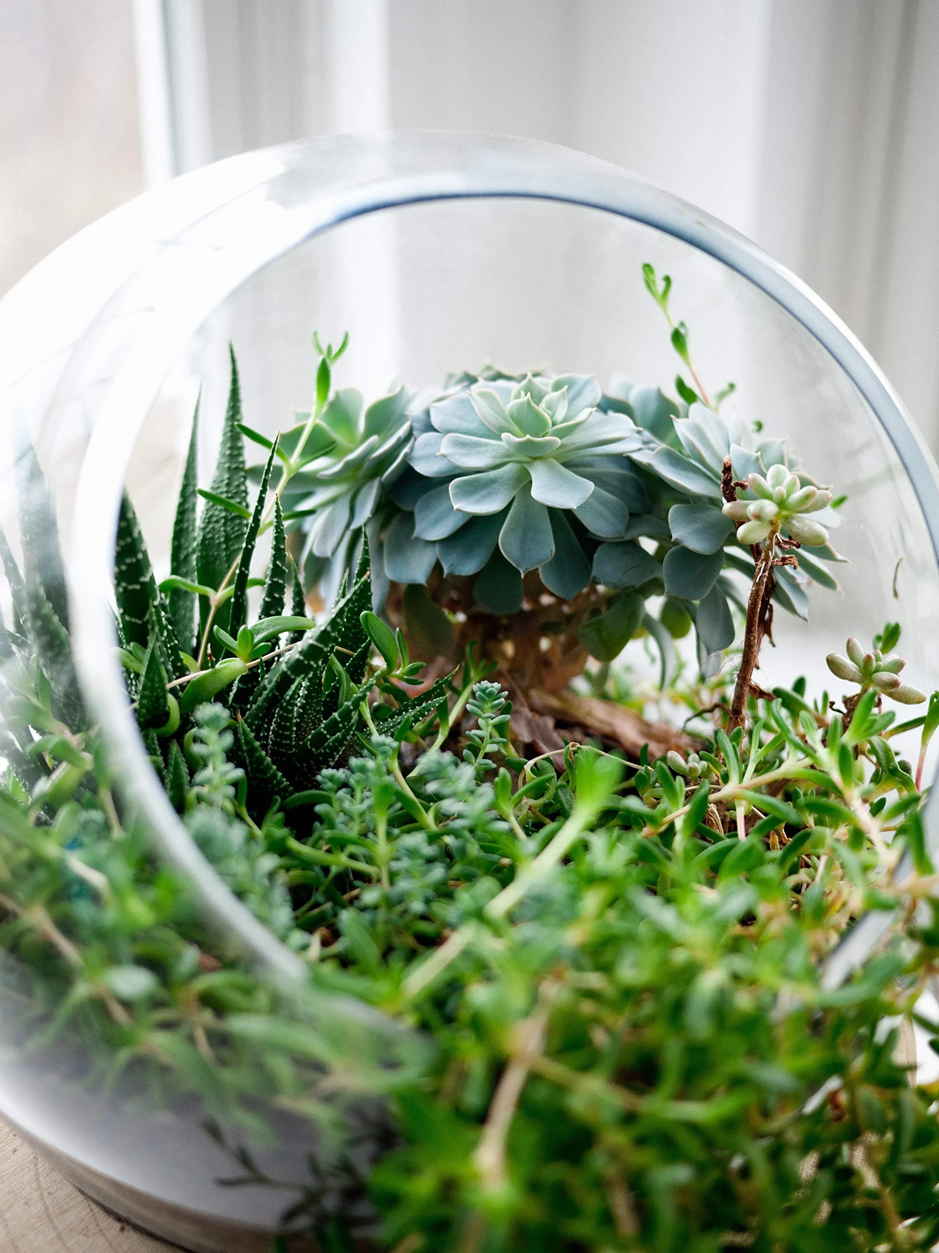 WGV 25 cm zestaw ściereczek do czyszczenia terrarium do roślin skośnych ciętych baniek