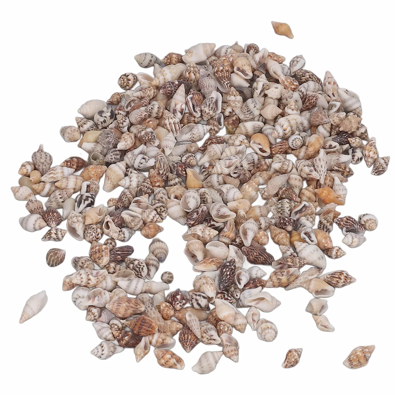 1 Puszka Małe Muszle Morskie, Muszle Nieporowate Naturalne Spiralne Muszle Muszla Małe Mini Małe Muszle Morskie dla Majsterkowiczów Krajobrazu Dekoracja Butelki Dryfującej
