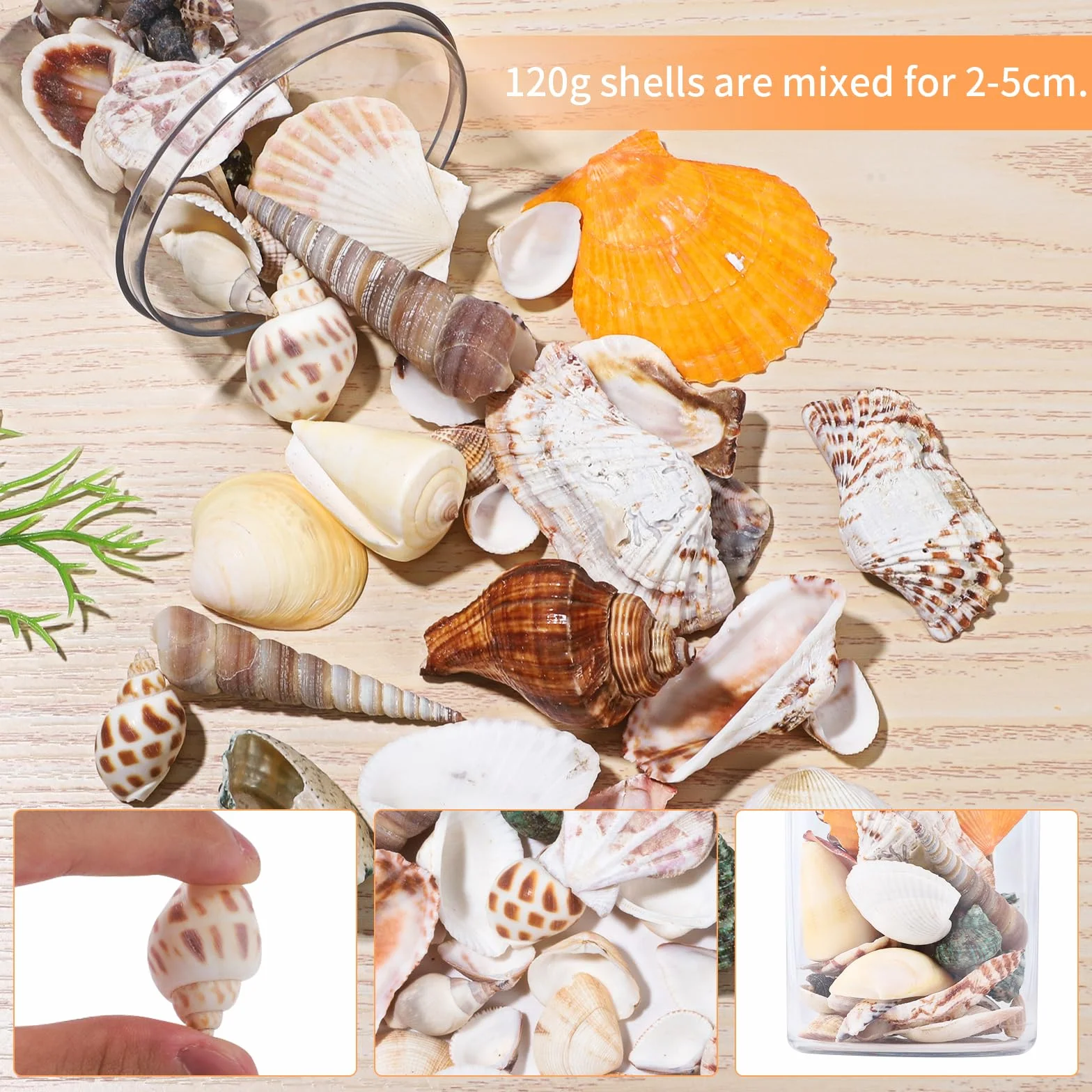 Dekoracyjne muszle 120 g, muszle do majsterkowania, muszle morskie, mieszane muszle plażowe, do majsterkowania, naturalne rozgwiazdy do majsterkowania, do wazonu, wypełniacza, na plażę, do domu, na