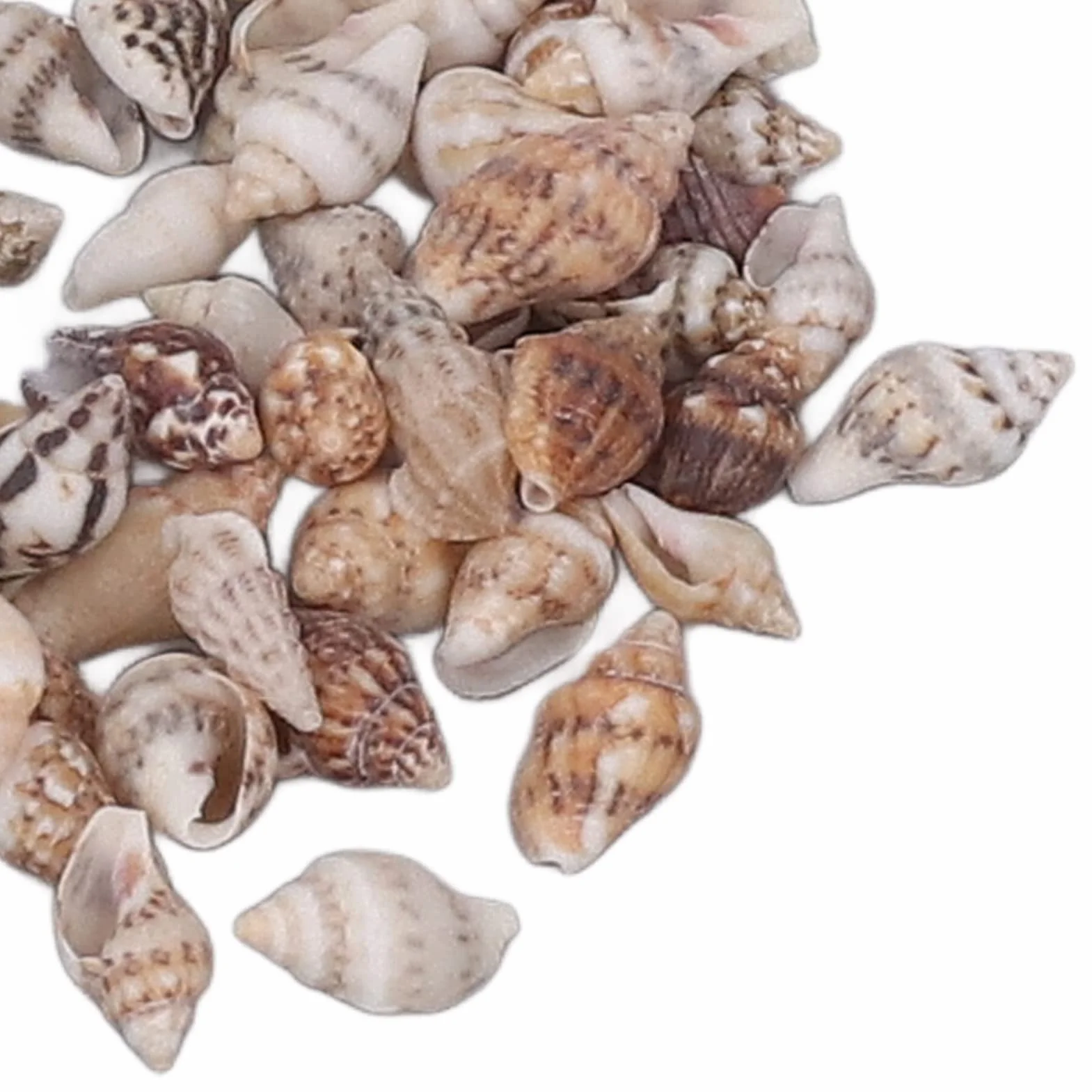 1 Puszka Małe Muszle Morskie, Muszle Nieporowate Naturalne Spiralne Muszle Muszla Małe Mini Małe Muszle Morskie dla Majsterkowiczów Krajobrazu Dekoracja Butelki Dryfującej