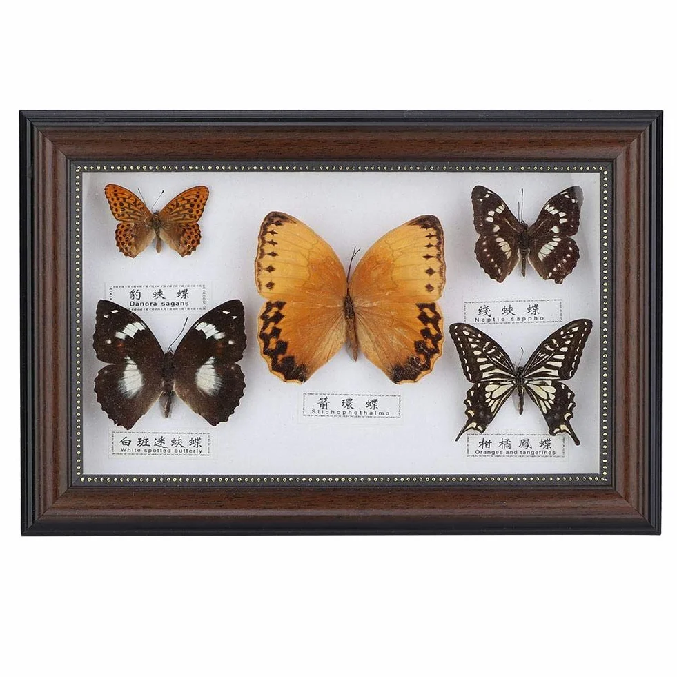 Exquisite Schmetterlinge Insekt Probe Handgemachtes für Freunde zu Hause Schmücken Ornament Schmetterling Wandkunst(Schwarz)