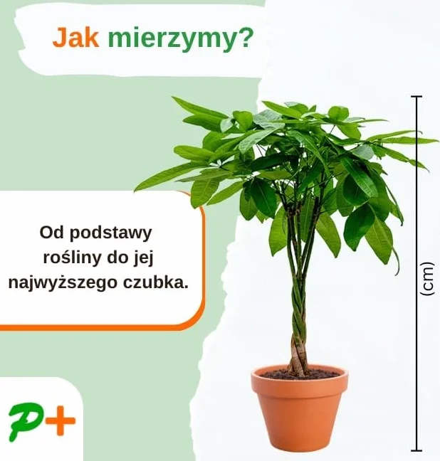 4-Roślinny Zestaw „Przyjaciel Zwierząt”, +/- 30–60 cm, ø 12–15 cm doniczka, Palma Górska, Bananowiec, Pachira, Kalatea, nietoksyczne i przyjazne zwierzętom, jakość od profesjonalisty