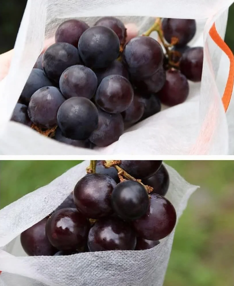 Siatki na owoce 100 sztuk Ogrodowe Rośliny Owoce Chronią Siatkę Ściąganą, Siatka Roślinna Pokrywa Plastikowa Do Ogrodu(28cmx38cm)
