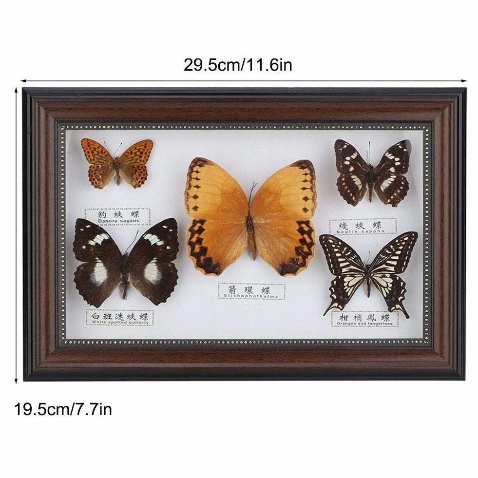 Exquisite Schmetterlinge Insekt Probe Handgemachtes für Freunde zu Hause Schmücken Ornament Schmetterling Wandkunst(Schwarz)