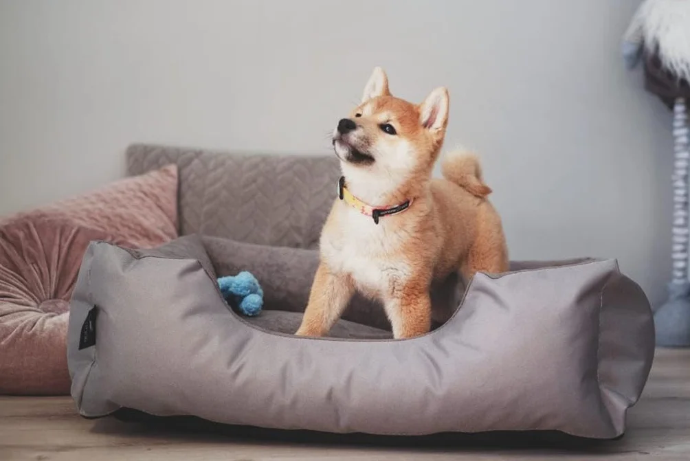 BedDog(R) legowisko dla psa LUPI L, sofa dla psa z Cordury, mikrofibra welurowa, zmywalne legowisko dla psa z brzegiem