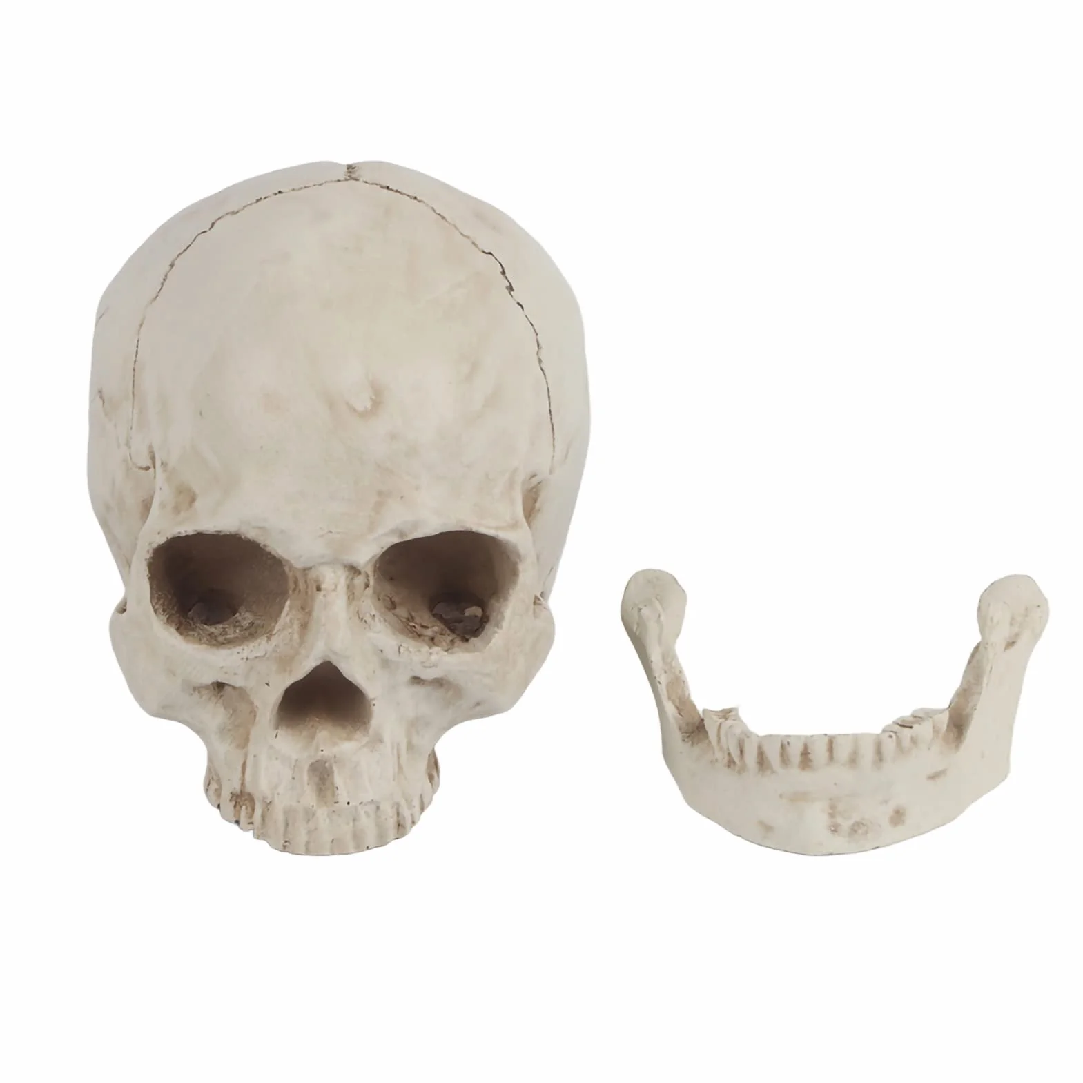 Wykonane z żywicy 1:1 ludzka czaszka replika żywicy model życiowy, czaszka do dekoracji Halloween modele medyczne