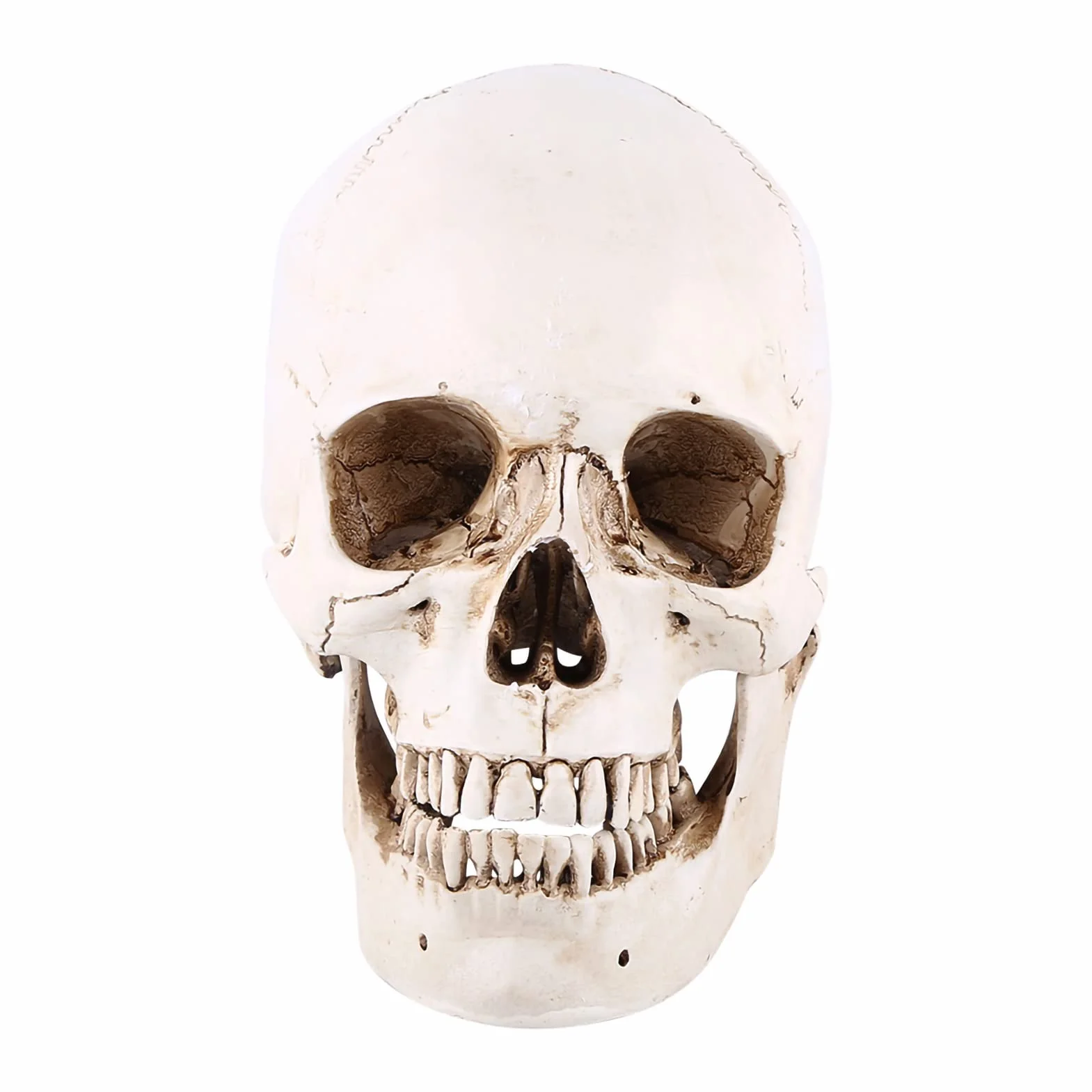 Wykonane z żywicy 1:1 ludzka czaszka replika żywicy model życiowy, czaszka do dekoracji Halloween modele medyczne