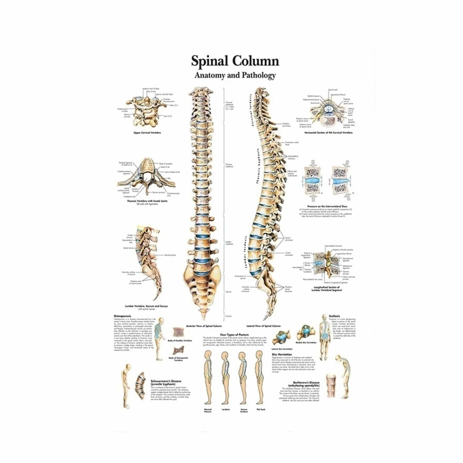Plakat medyczny anatomiczny obraz na płótnie ścienny Wykres anatomii ludzkiego ciała 14x21 cala