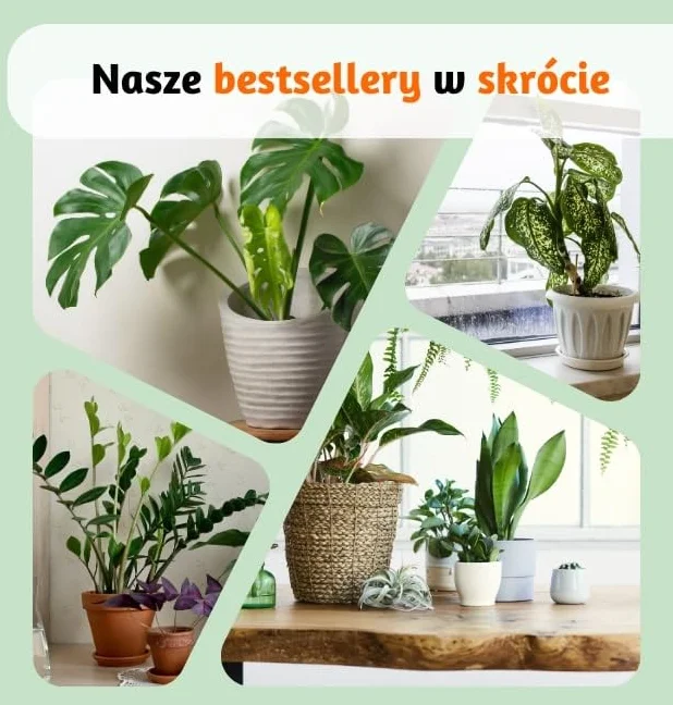4-Roślinny Zestaw „Przyjaciel Zwierząt”, +/- 30–60 cm, ø 12–15 cm doniczka, Palma Górska, Bananowiec, Pachira, Kalatea, nietoksyczne i przyjazne zwierzętom, jakość od profesjonalisty