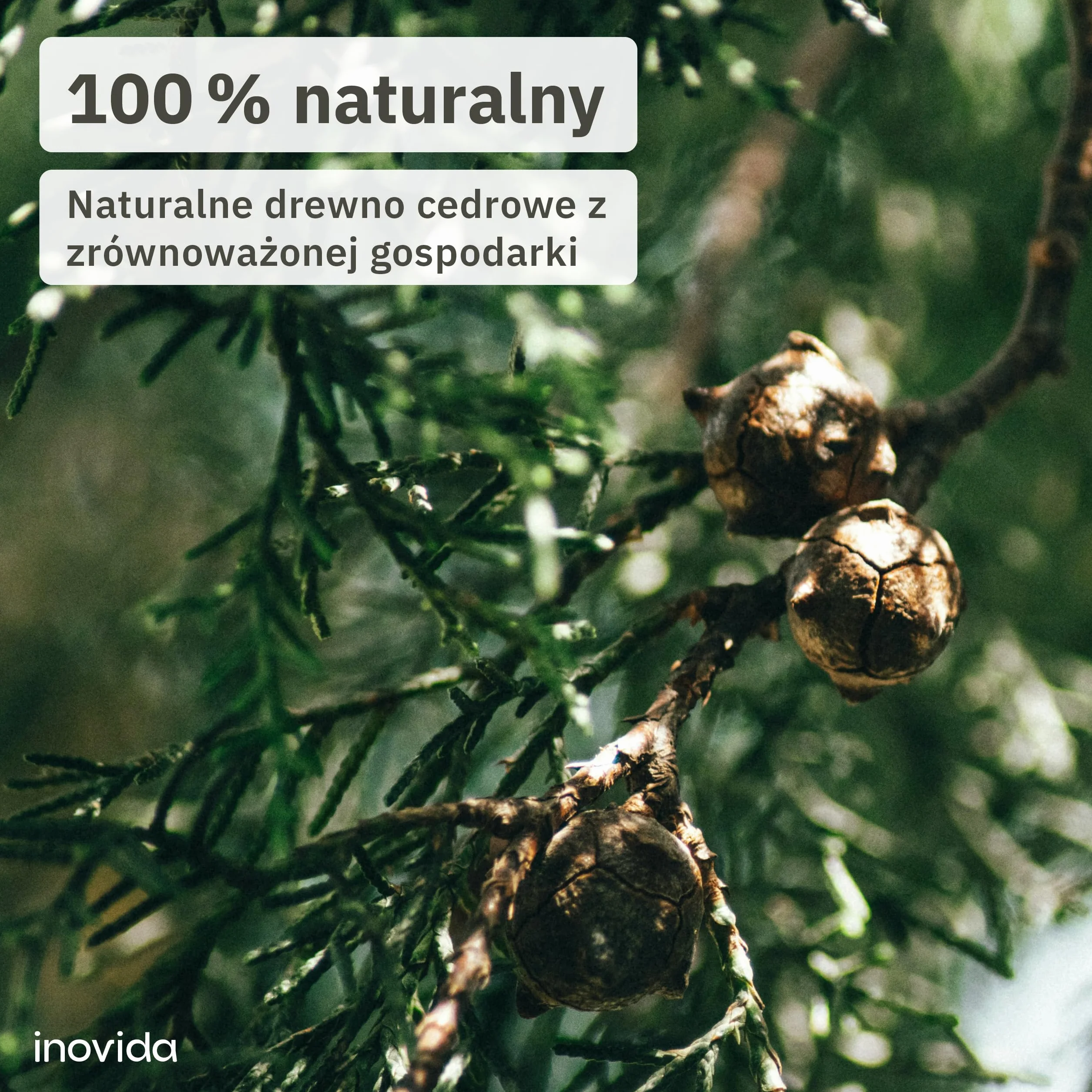 Inovida Pierścienie z drewna cedrowego: 30 kwiatów cedrowych premium przeciwko molom odzieżowym – dekoracyjna, naturalna ochrona przed molami w szafie na ubrania – naturalna pułapka na mole, 30