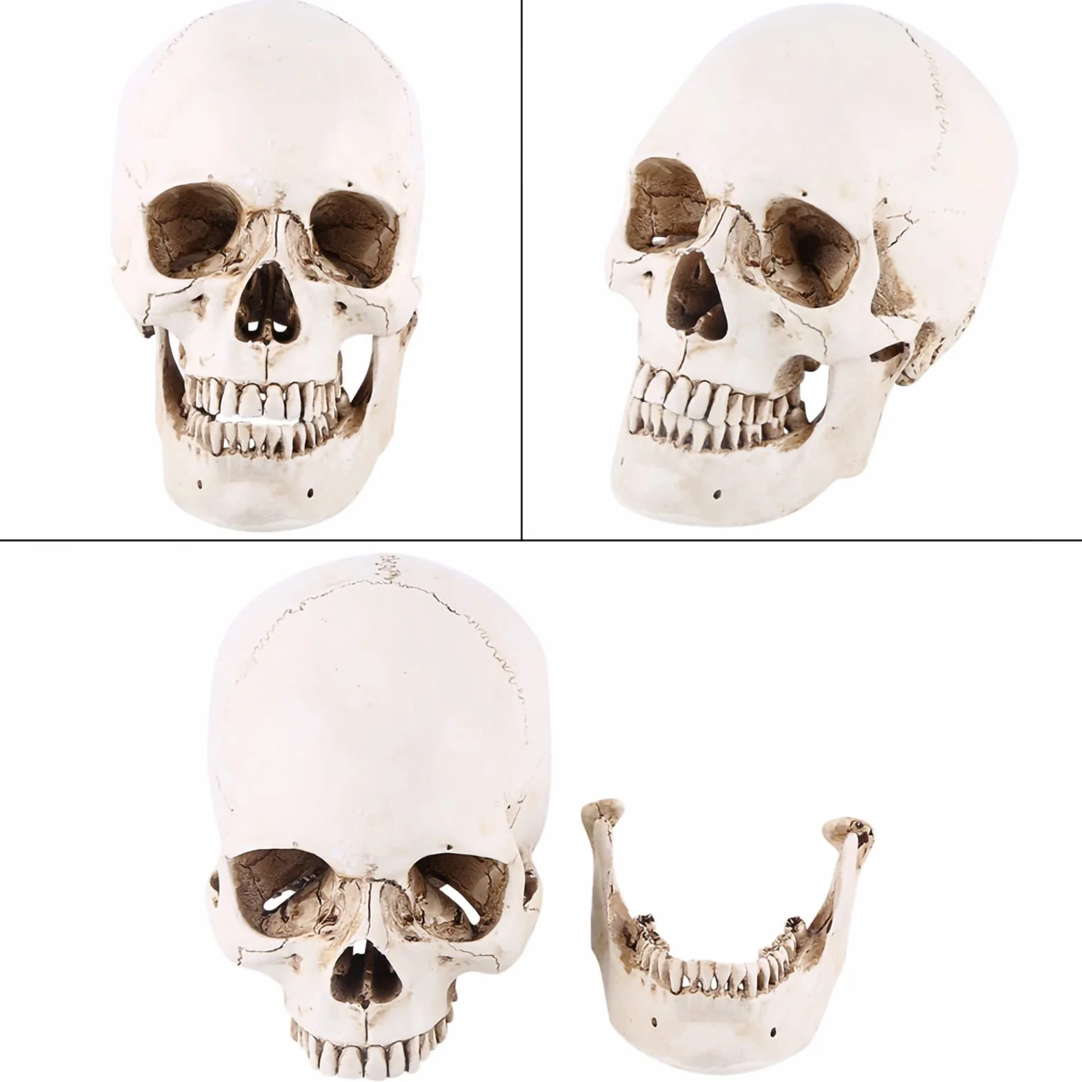 Wykonane z żywicy 1:1 ludzka czaszka replika żywicy model życiowy, czaszka do dekoracji Halloween modele medyczne