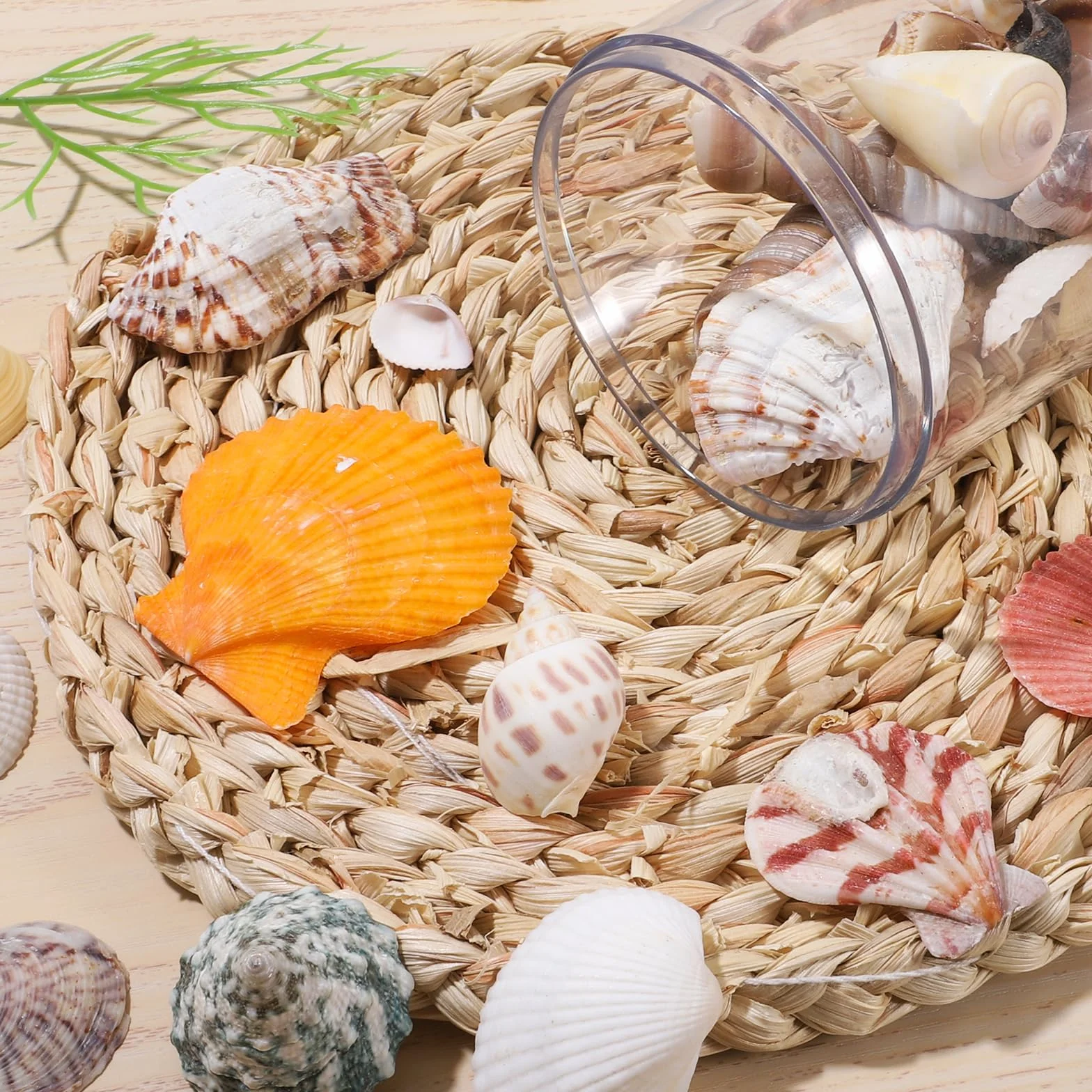 Dekoracyjne muszle 120 g, muszle do majsterkowania, muszle morskie, mieszane muszle plażowe, do majsterkowania, naturalne rozgwiazdy do majsterkowania, do wazonu, wypełniacza, na plażę, do domu, na