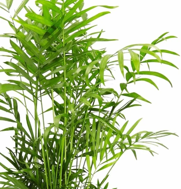 4-Roślinny Zestaw „Przyjaciel Zwierząt”, +/- 30–60 cm, ø 12–15 cm doniczka, Palma Górska, Bananowiec, Pachira, Kalatea, nietoksyczne i przyjazne zwierzętom, jakość od profesjonalisty