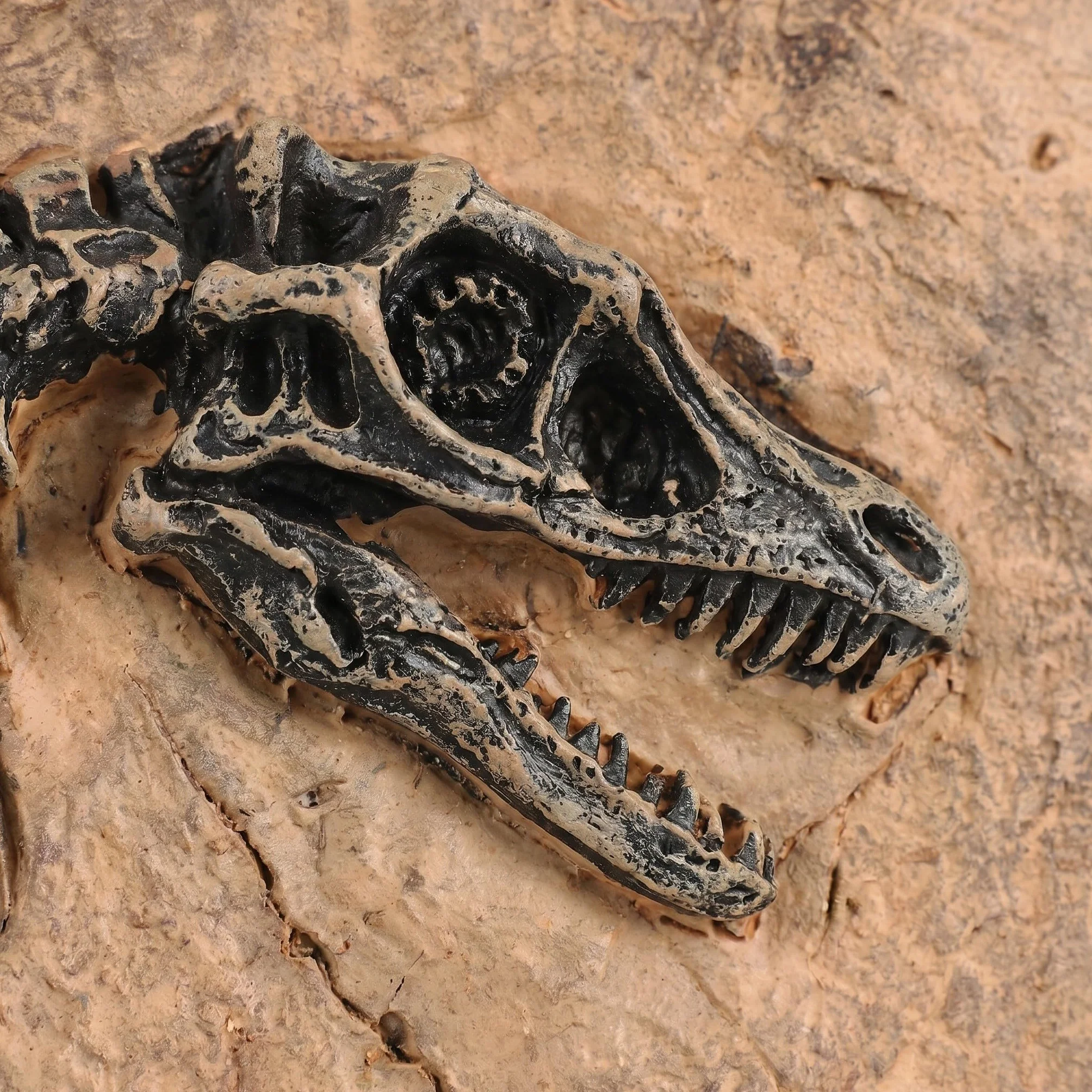 SHINEOFI 2 szt. żywiczne płytki ze szkieletem dinozaura - dekoracja w postaci sztucznego szkieletu tyranozaura - figurki z żywicy prehistorycznej czaszki na Halloween jako centralny element stołu