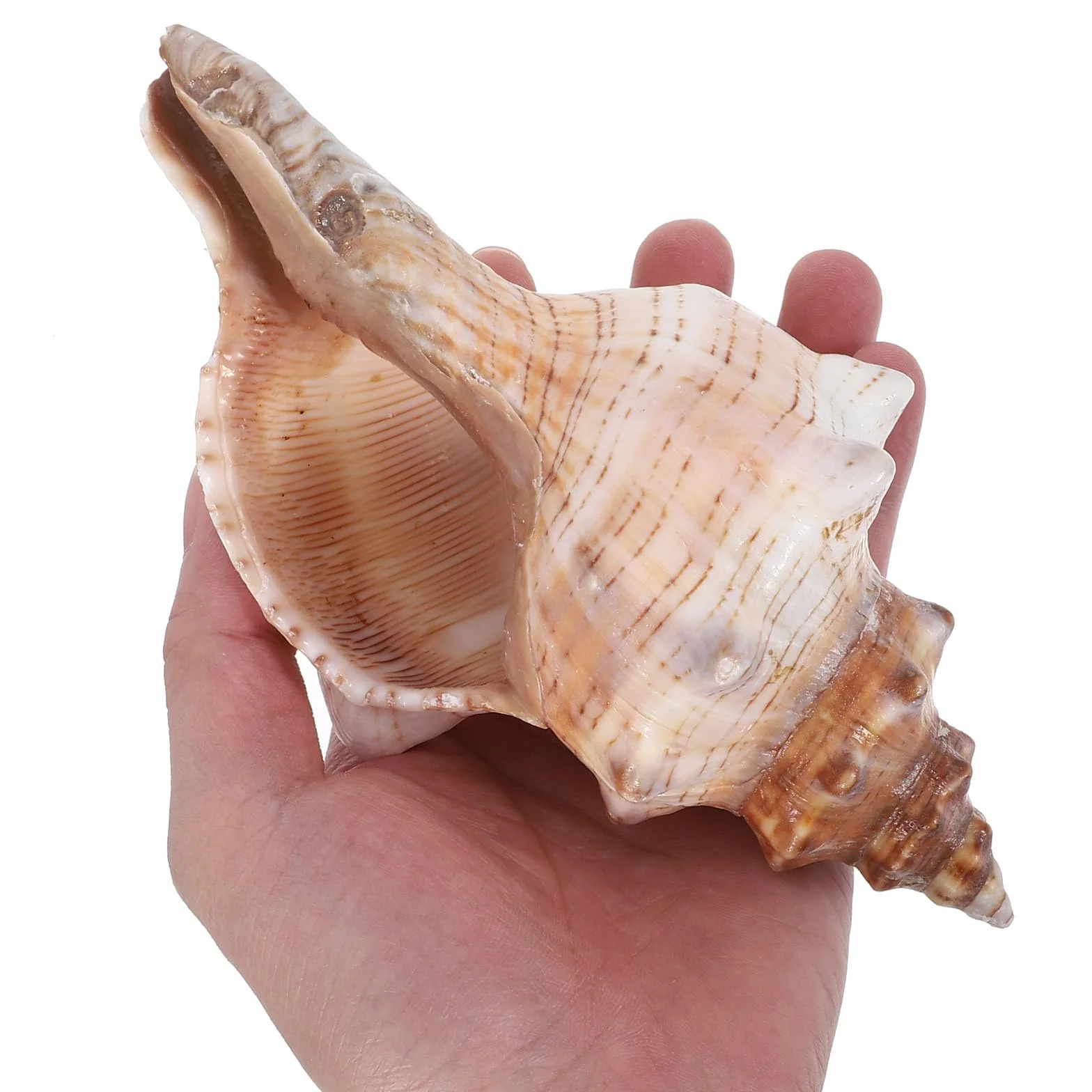 Muszle morskie, muszle plażowe, naturalne do dekoracji domu, imprezy tematyczne na plaży, rękodzieło DIY, wypełniacze do akwarium i wazonów 16-18 cm