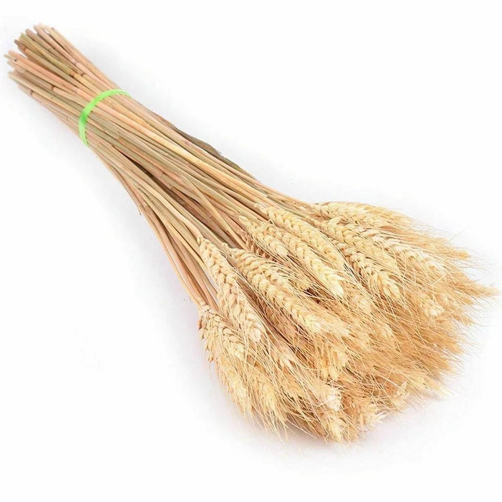 Suszone łodygi pszenicy 36 cm naturalne suszone kłosy pszenicy 25 sztuk do dekoracji