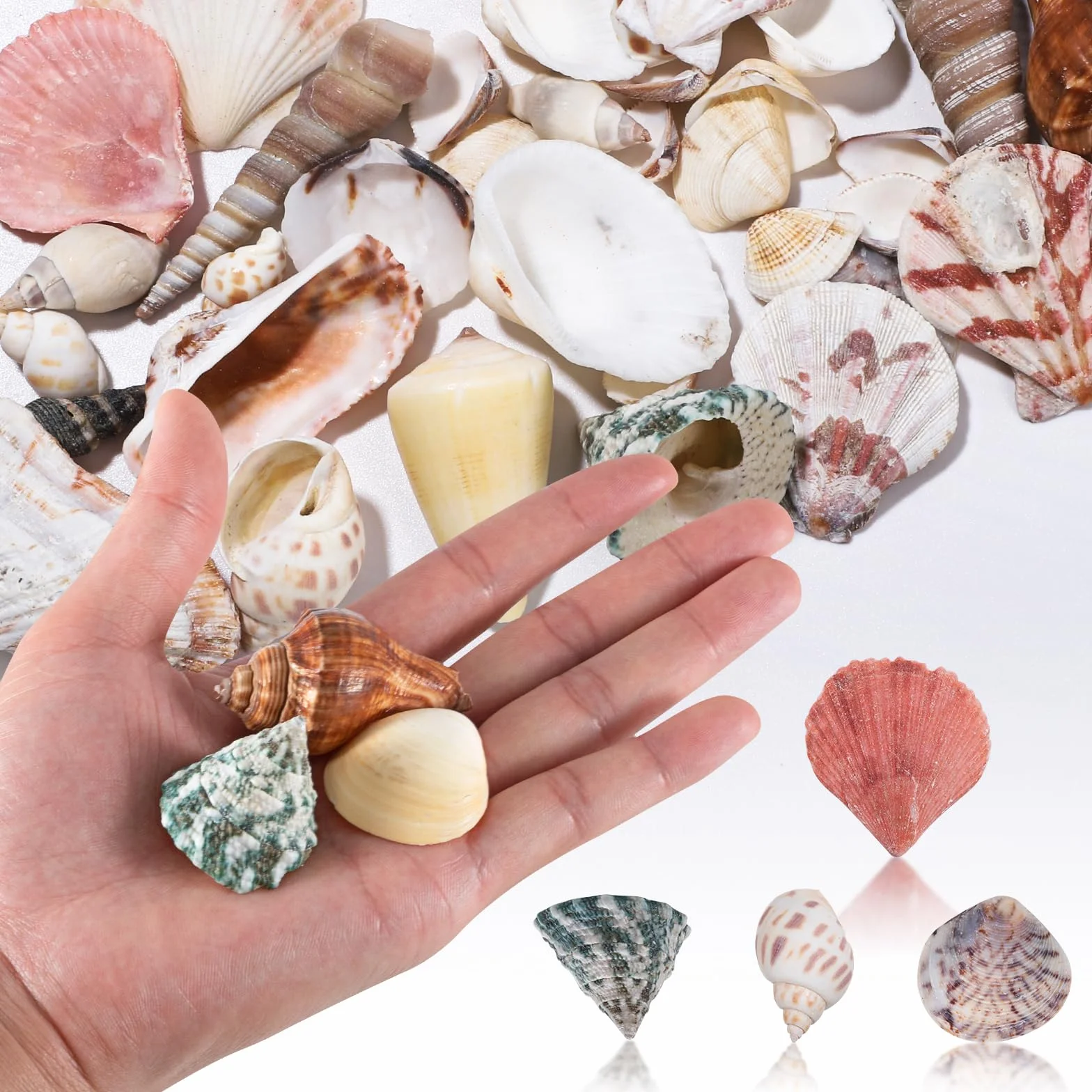 Dekoracyjne muszle 120 g, muszle do majsterkowania, muszle morskie, mieszane muszle plażowe, do majsterkowania, naturalne rozgwiazdy do majsterkowania, do wazonu, wypełniacza, na plażę, do domu, na