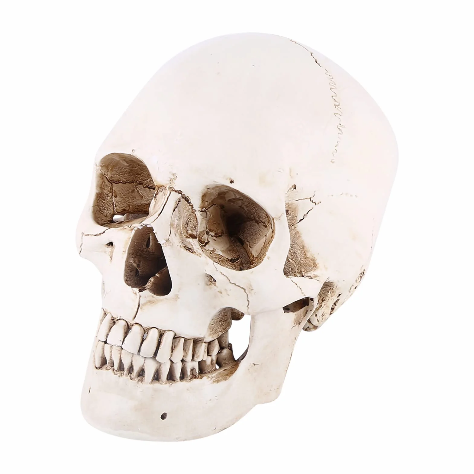 Wykonane z żywicy 1:1 ludzka czaszka replika żywicy model życiowy, czaszka do dekoracji Halloween modele medyczne