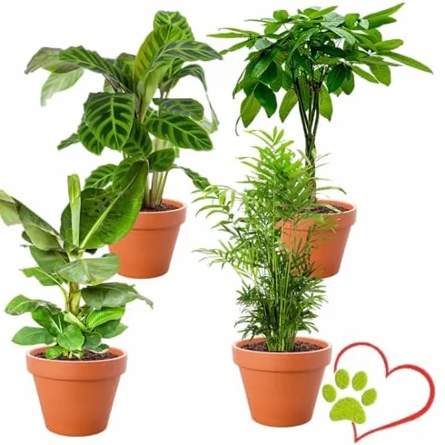 4-Roślinny Zestaw „Przyjaciel Zwierząt”, +/- 30–60 cm, ø 12–15 cm doniczka, Palma Górska, Bananowiec, Pachira, Kalatea, nietoksyczne i przyjazne zwierzętom, jakość od profesjonalisty